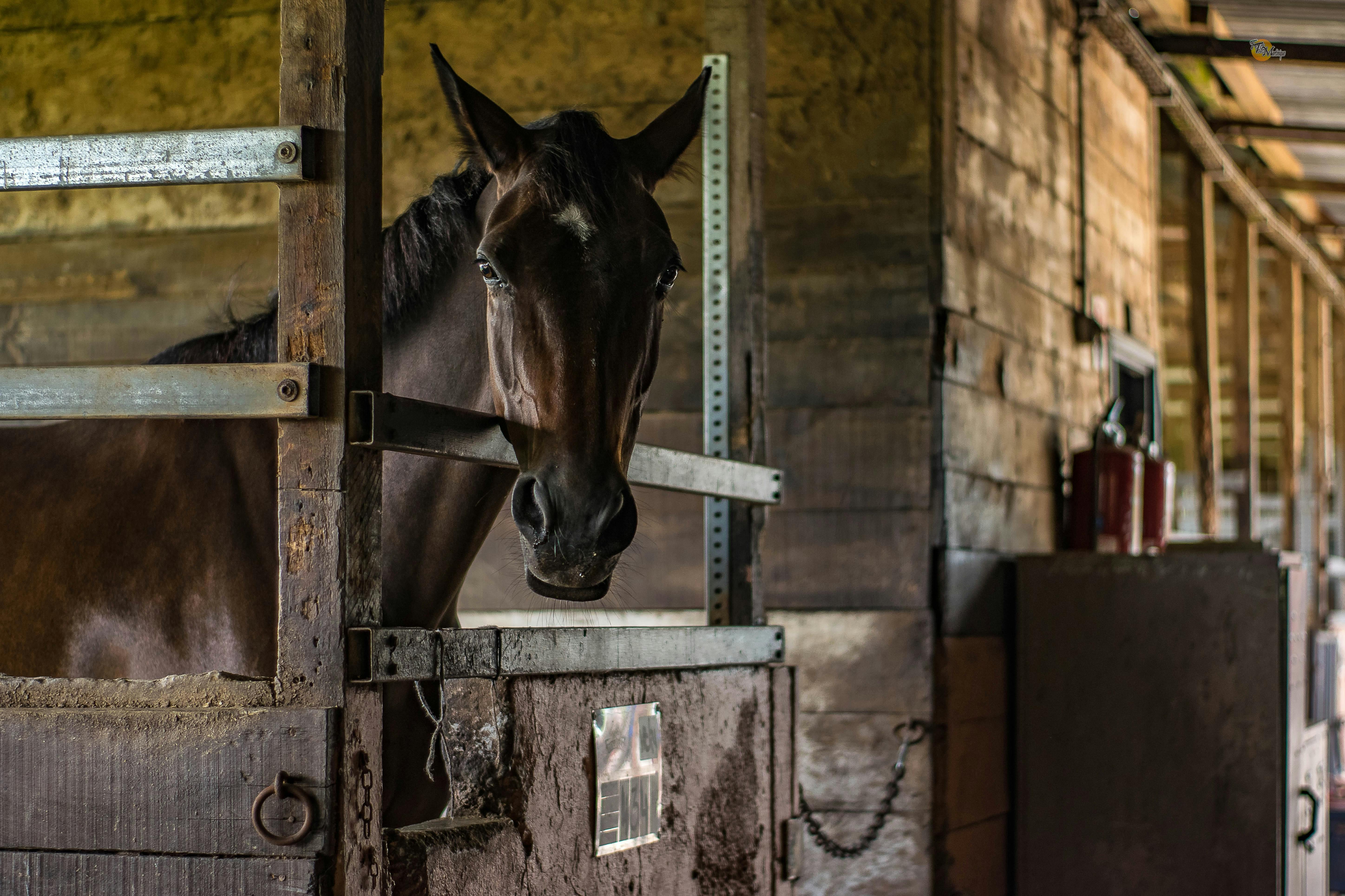 Equine/Bloodstock