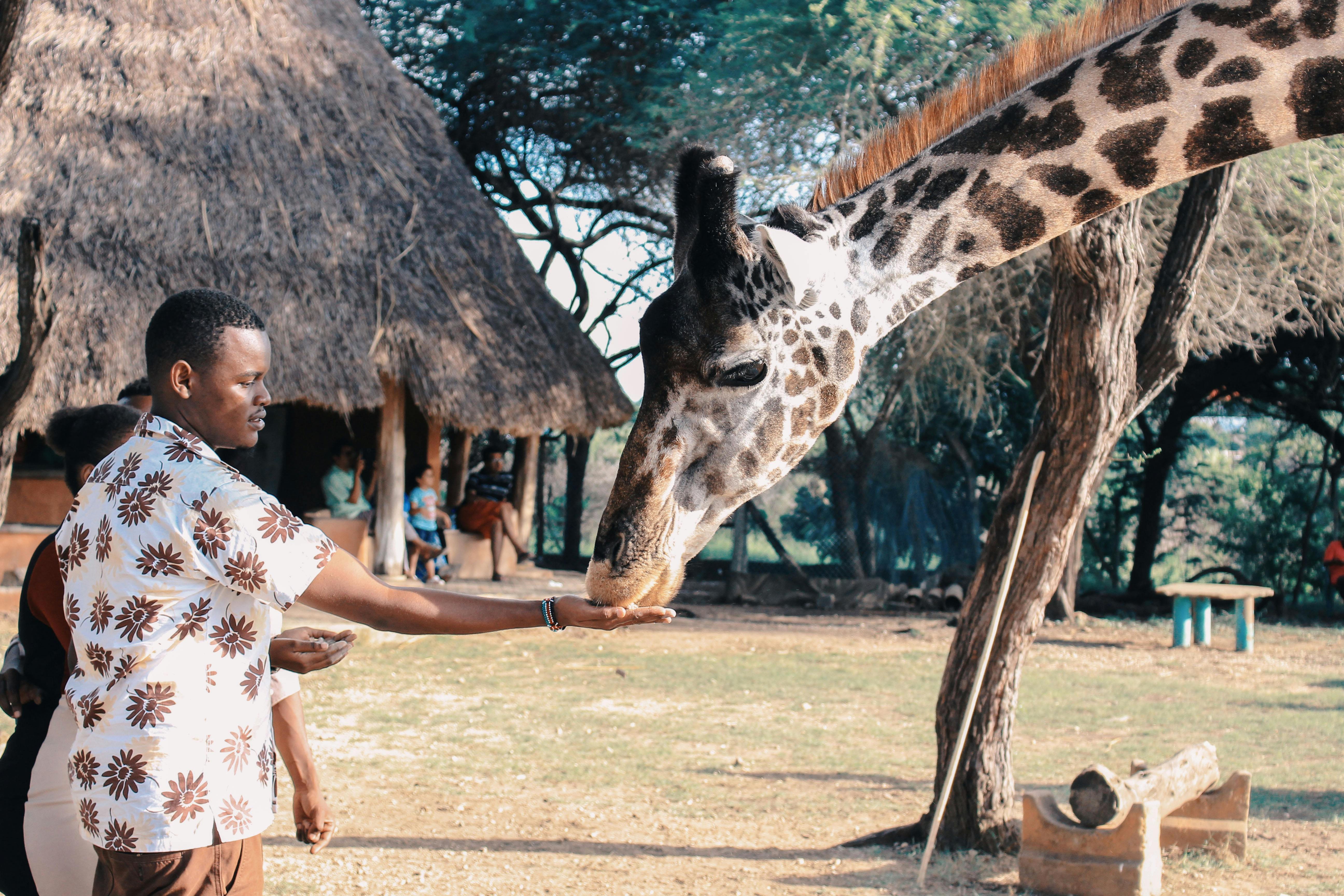 Safari Liability